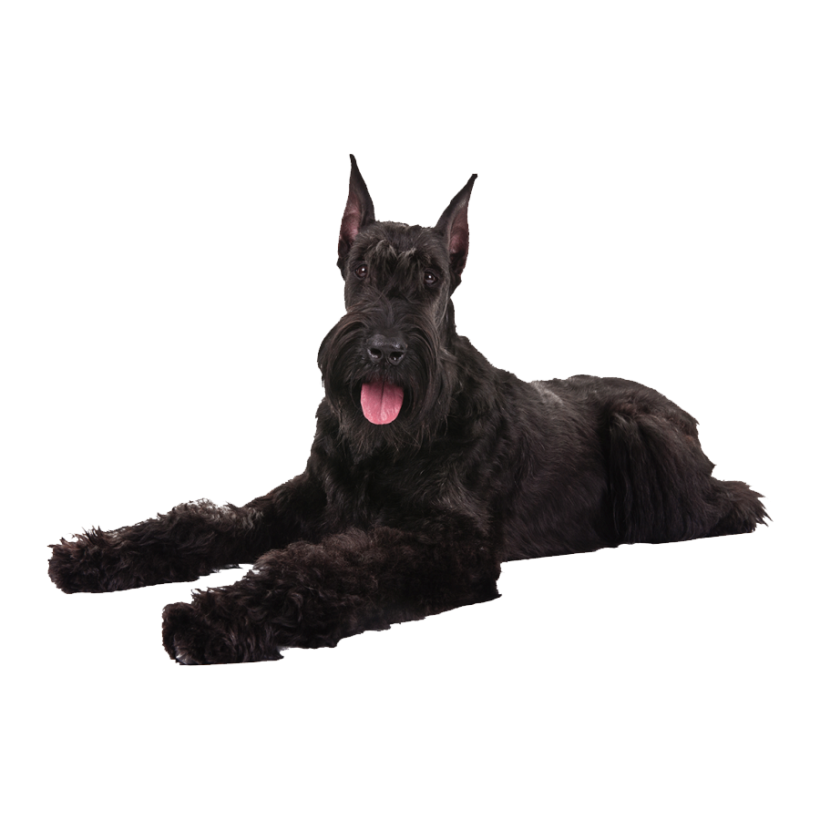 Giant Schnoodle Transparent Picture