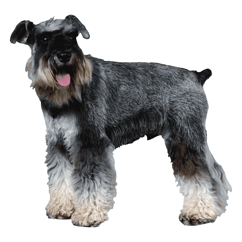 Giant Schnoodle Transparent Gallery