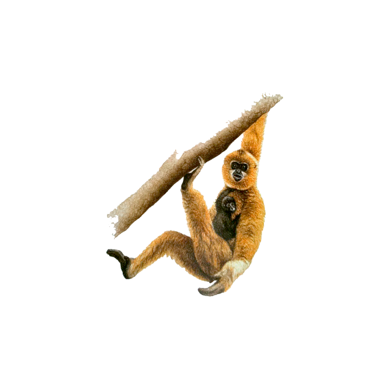 Gibbon Transparent Image