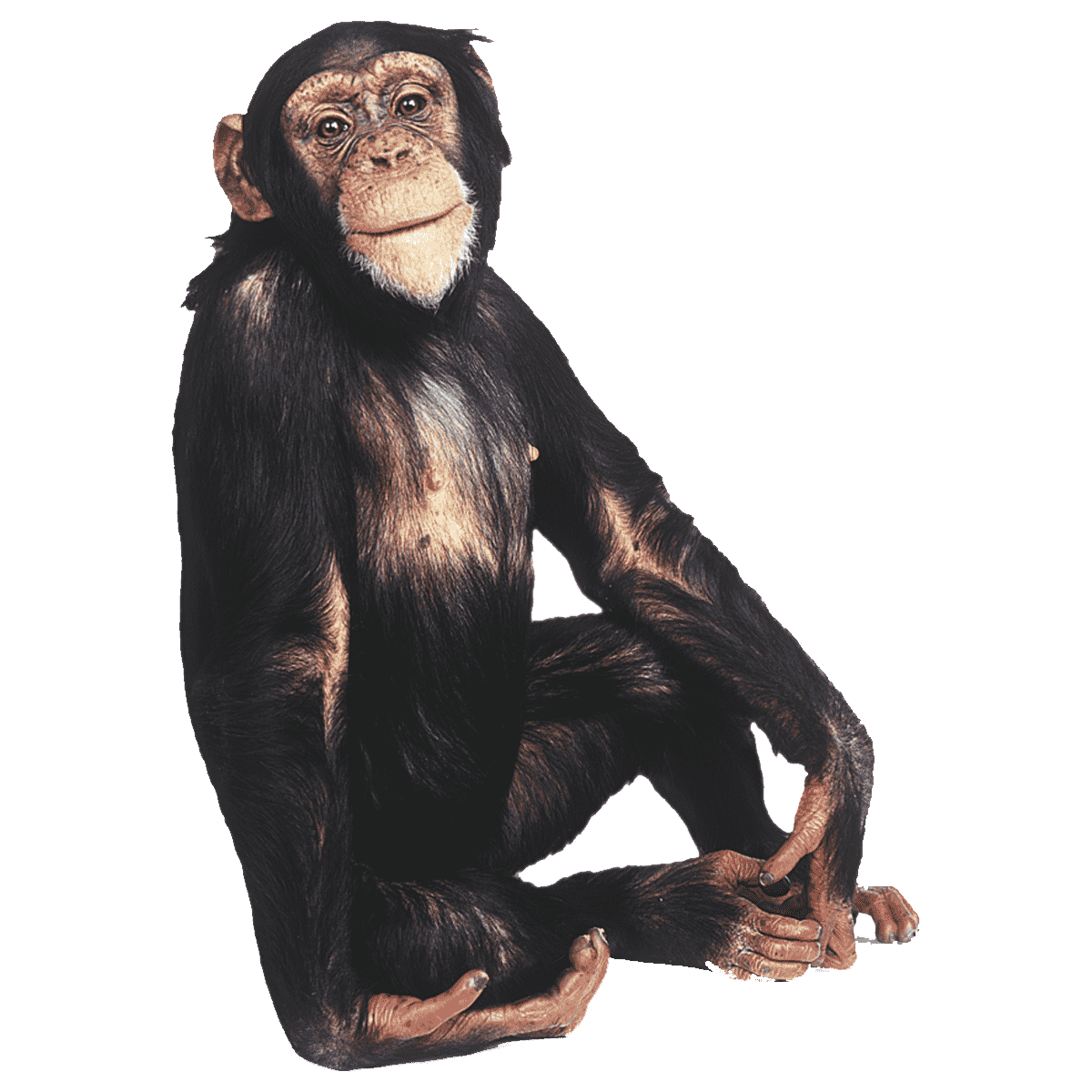 Gibbon Transparent Picture