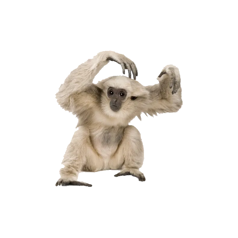 Gibbon Transparent Clipart