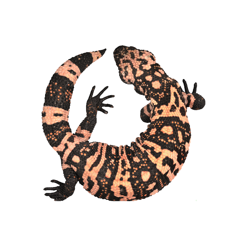 Gila Monster Transparent Picture