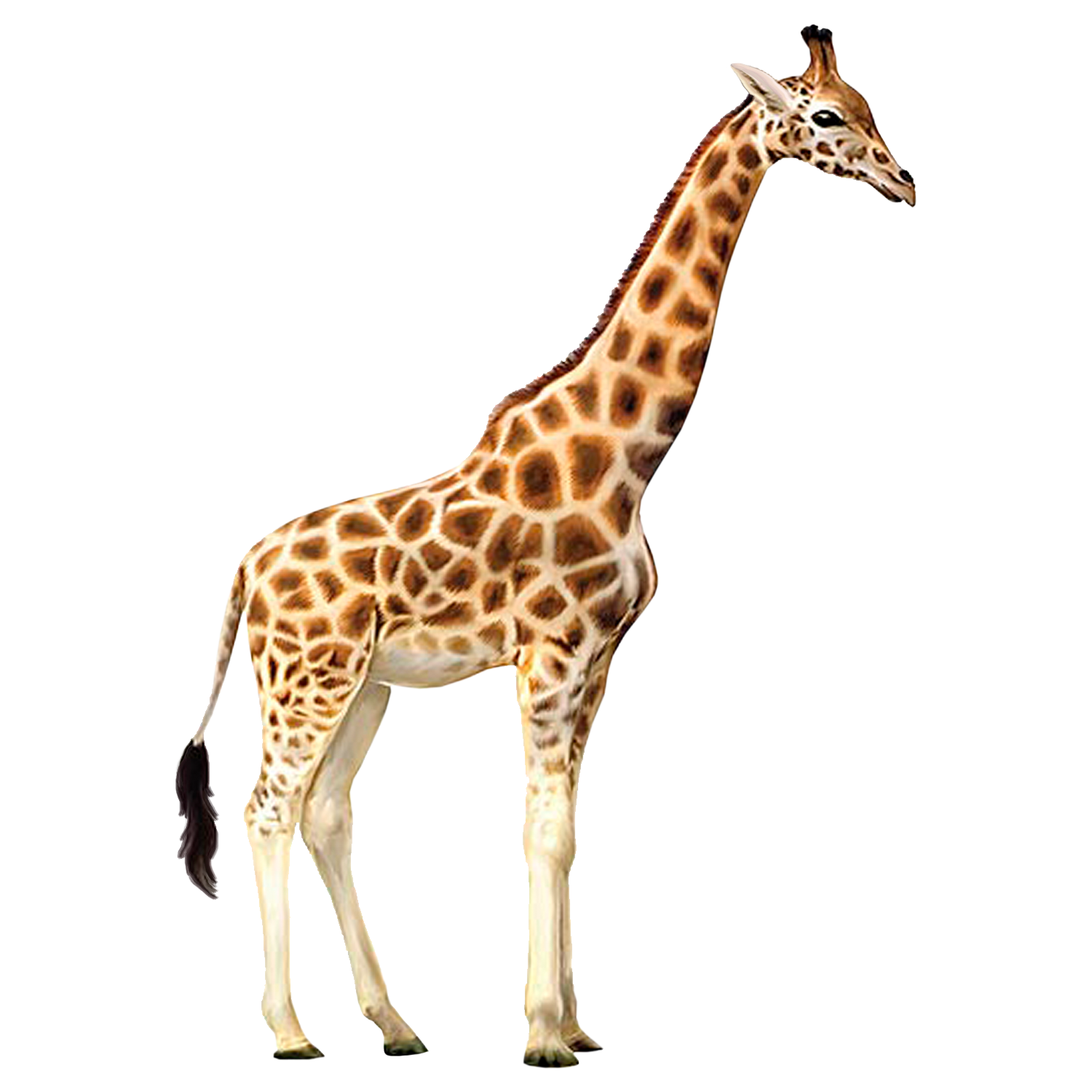 Giraffe Transparent Photo