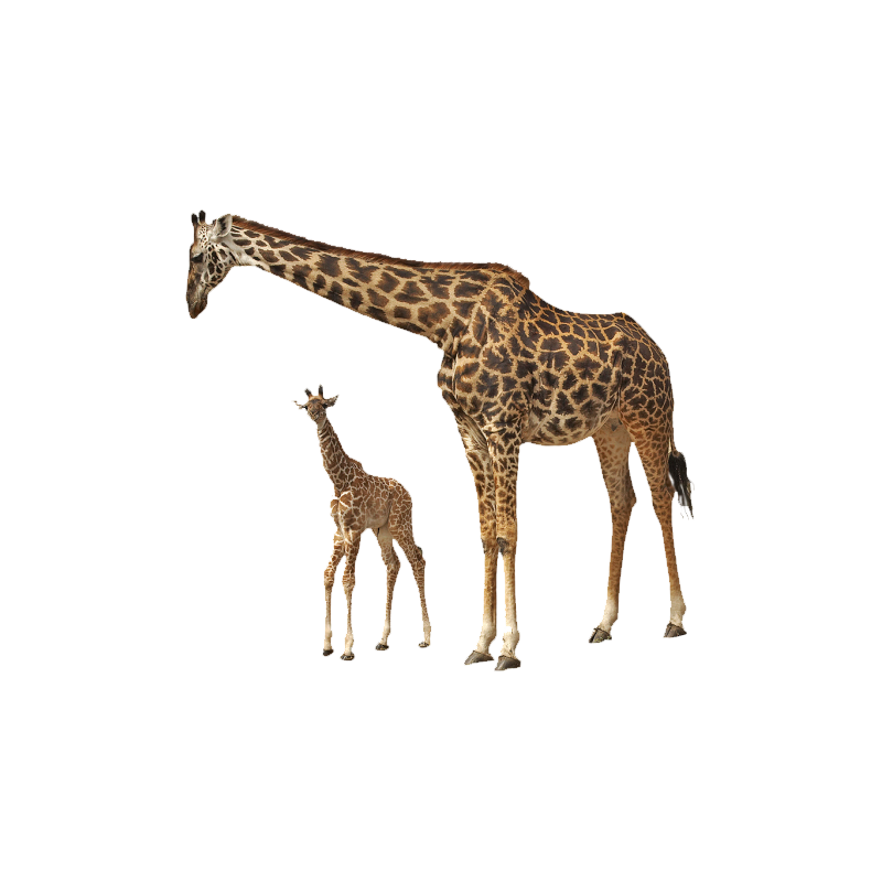 Giraffe Transparent Gallery