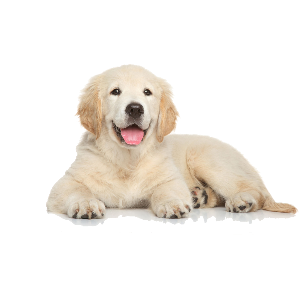 Golden Labrador Transparent Image