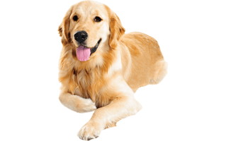 Golden Retriever PNG