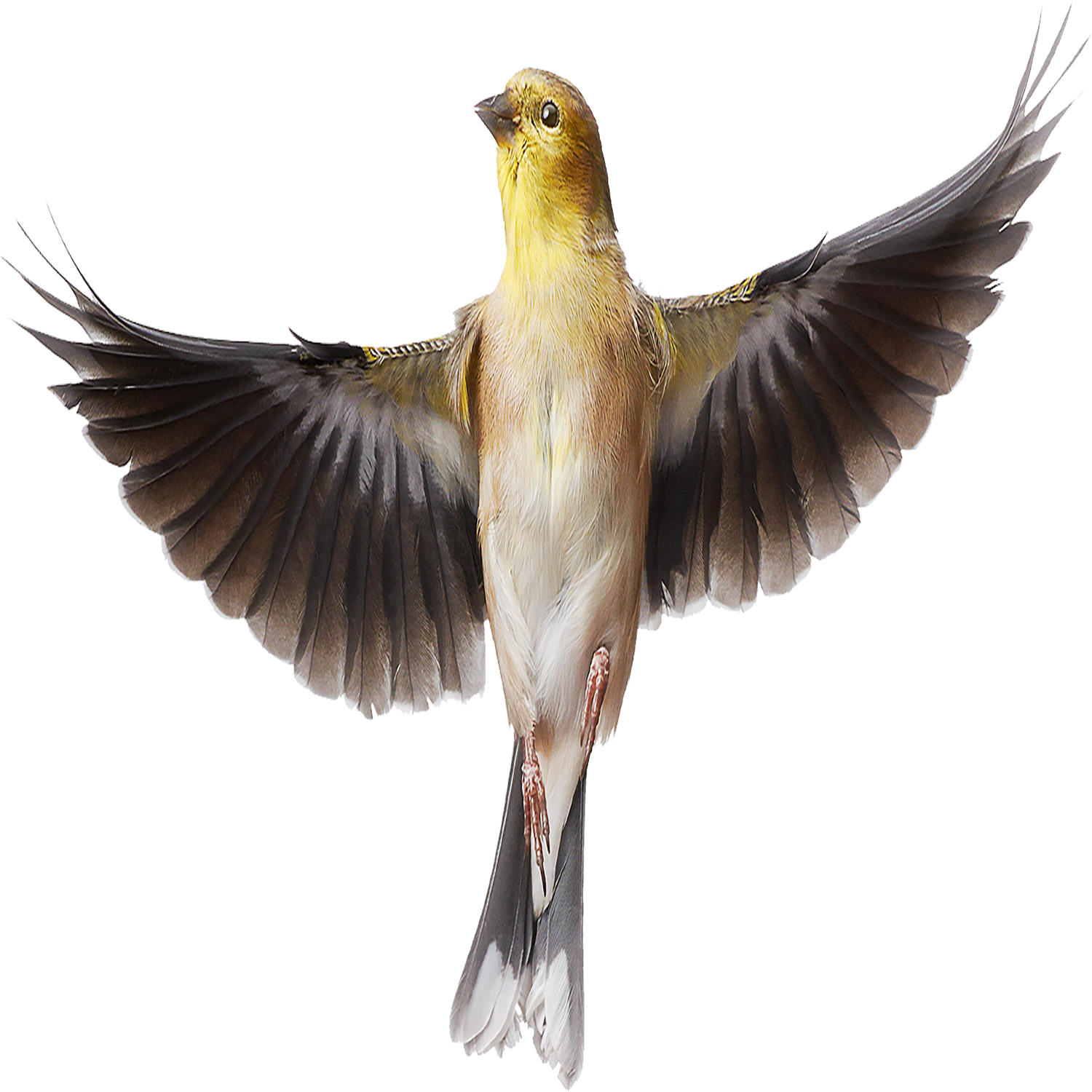 Goldfinch Transparent Image