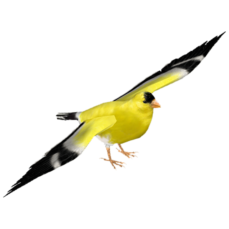 Goldfinch Transparent Photo