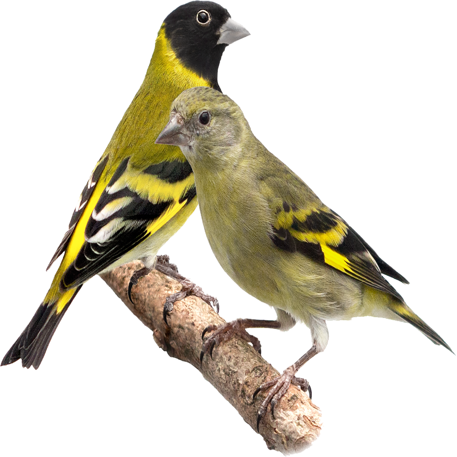 Goldfinch Transparent Gallery