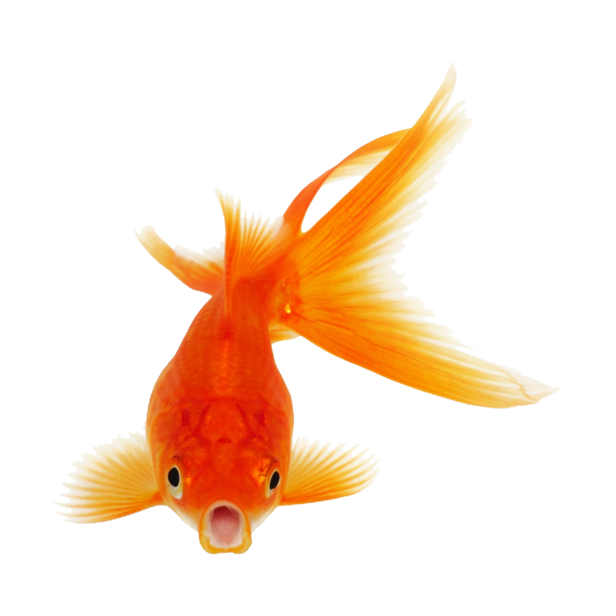 Goldfish Transparent Image
