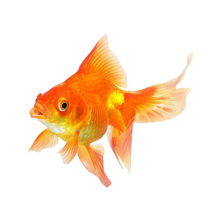 Goldfish Transparent Clipart