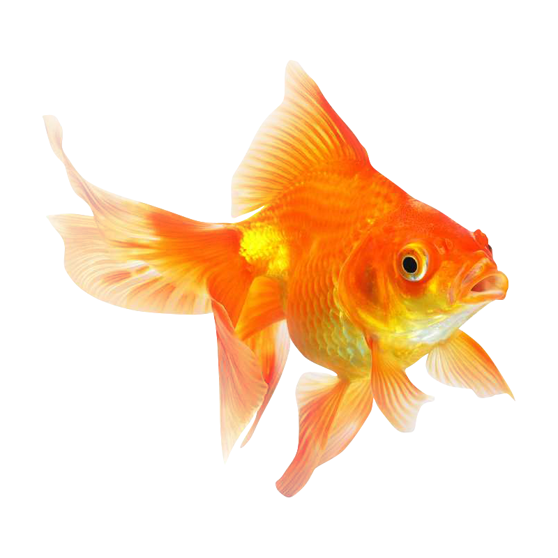 Goldfish Transparent Gallery