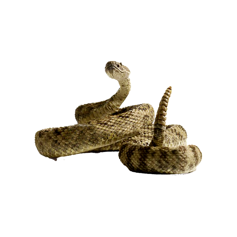 Gopher Snake Transparent Image
