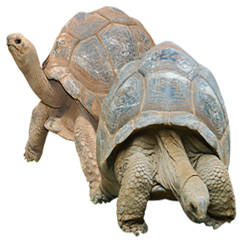 Gopher Tortoise Transparent Image