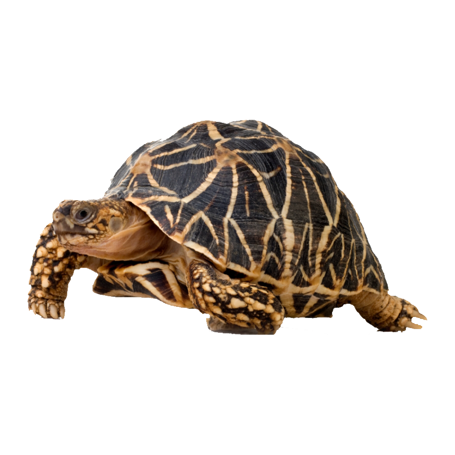 Gopher Tortoise Transparent Photo