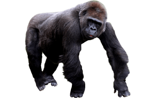 Gorilla PNG