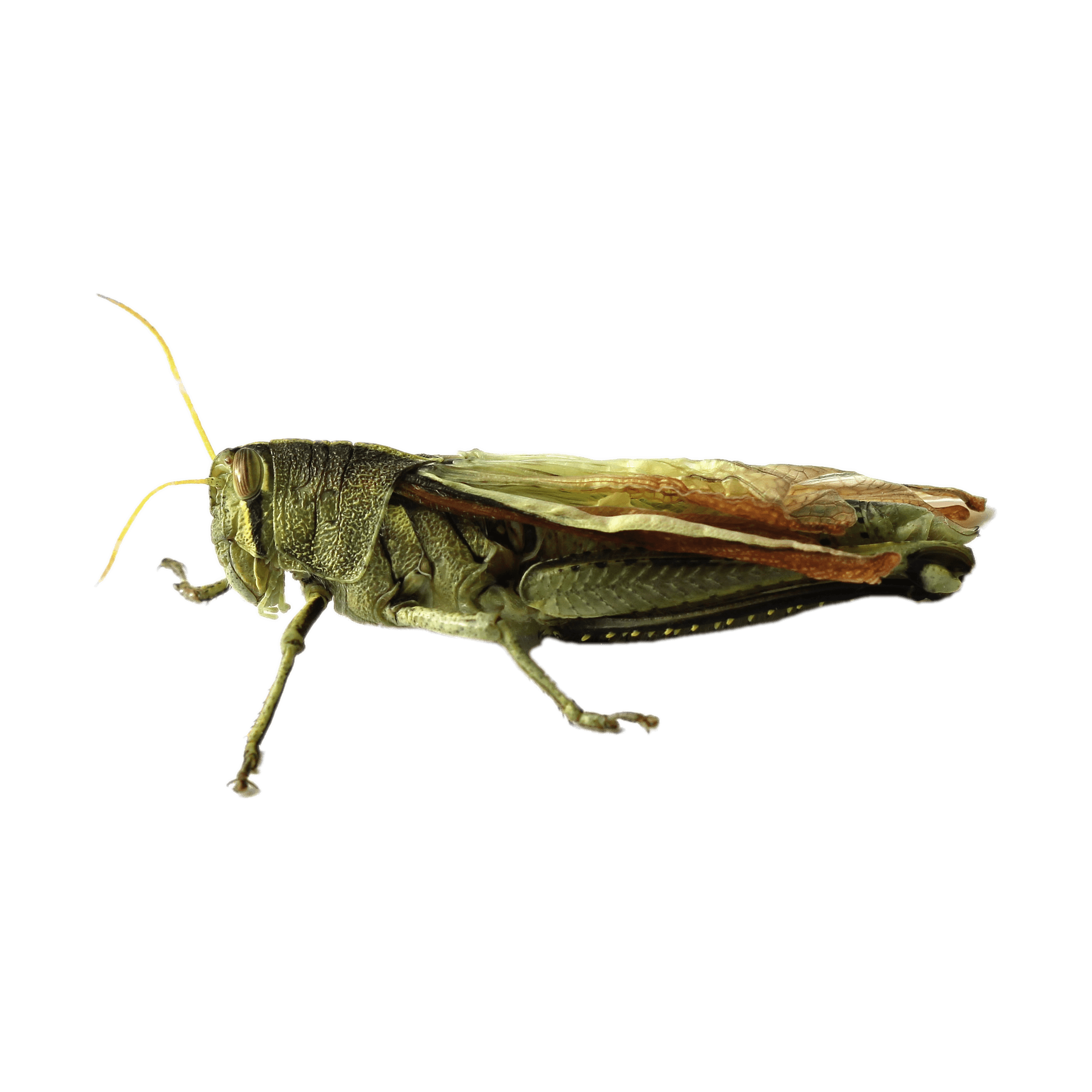 Grasshopper Transparent Photo