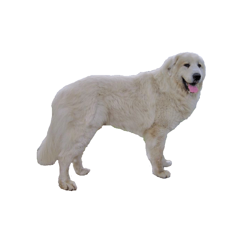 Great Pyrenees Transparent Image