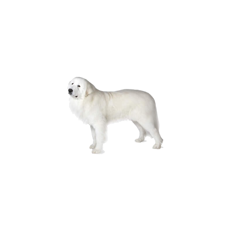Great Pyrenees Transparent Picture