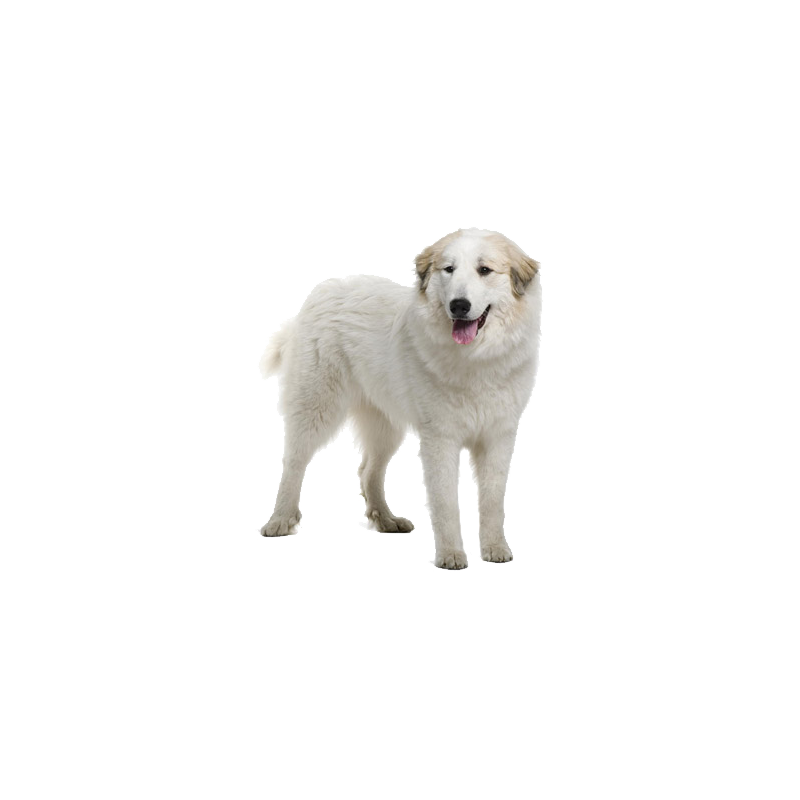 Great Pyrenees Transparent Clipart