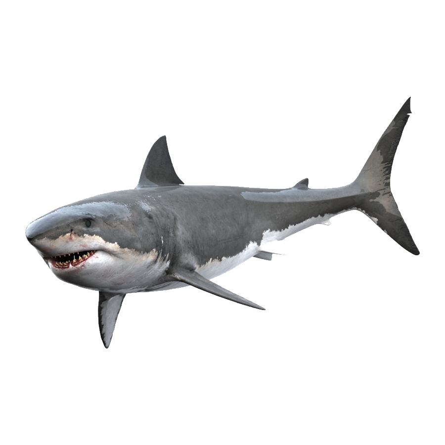 Great White Shark Transparent Photo