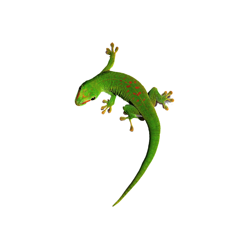 Green Anole Transparent Picture