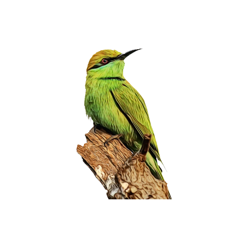 Green Bee Eater Transparent Picture