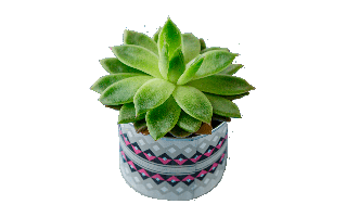 Green Echeveria PNG