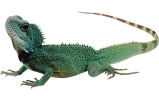 Green Gecko PNG