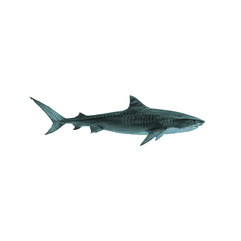 Greenland Shark Transparent Picture