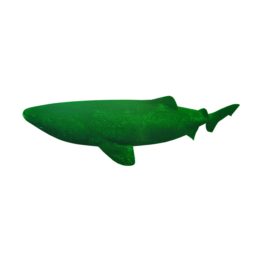 Greenland Shark Transparent Clipart