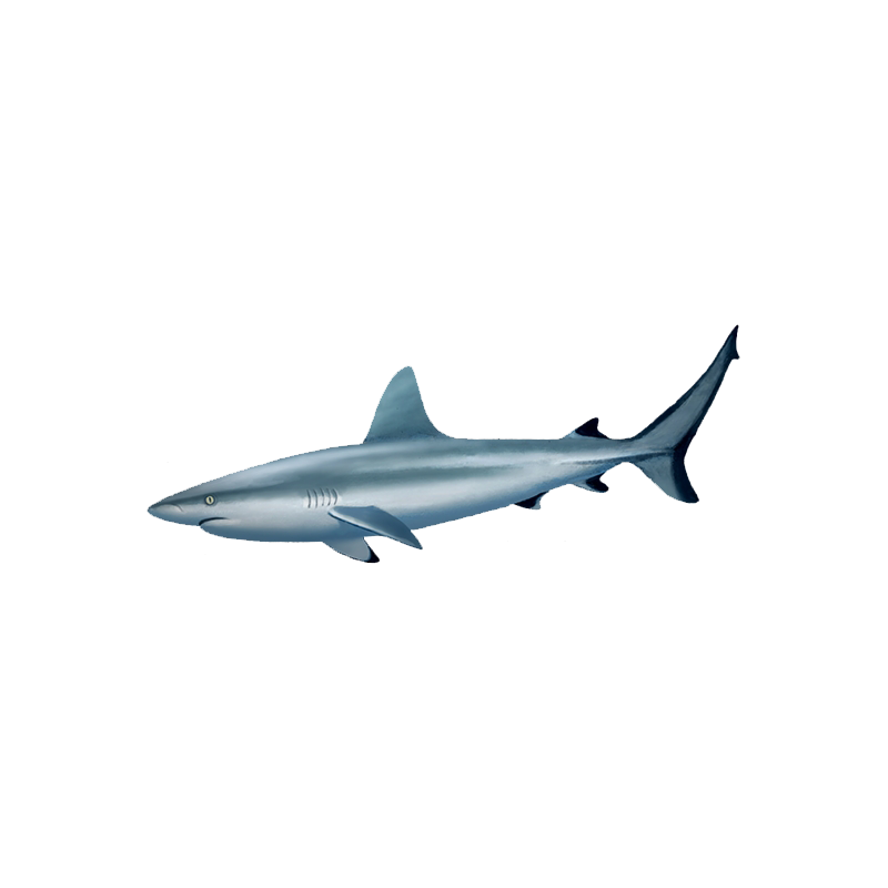 Grey Reef Shark Transparent Photo
