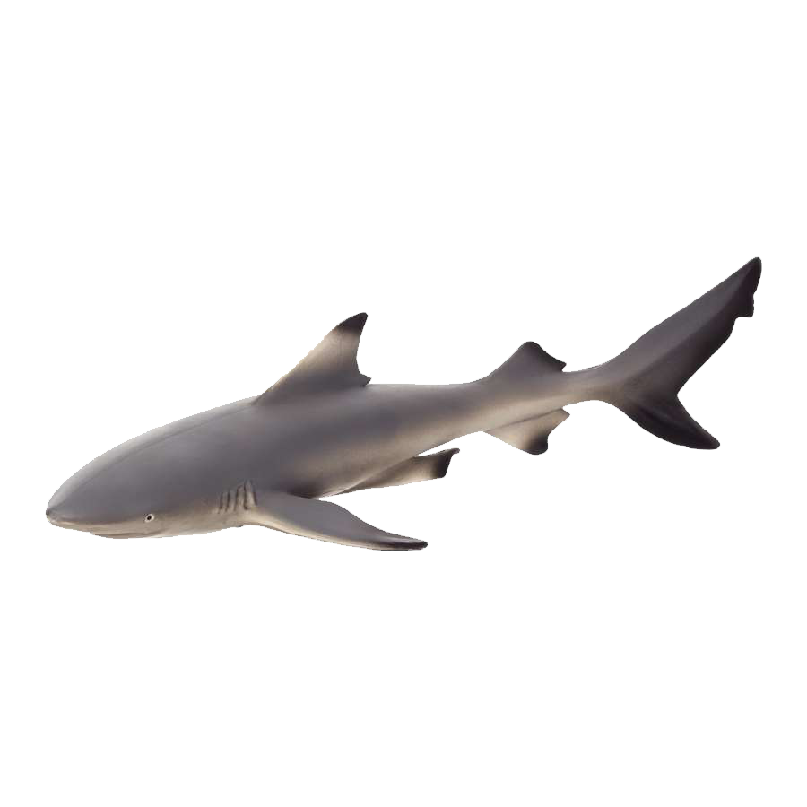 Grey Reef Shark Transparent Picture