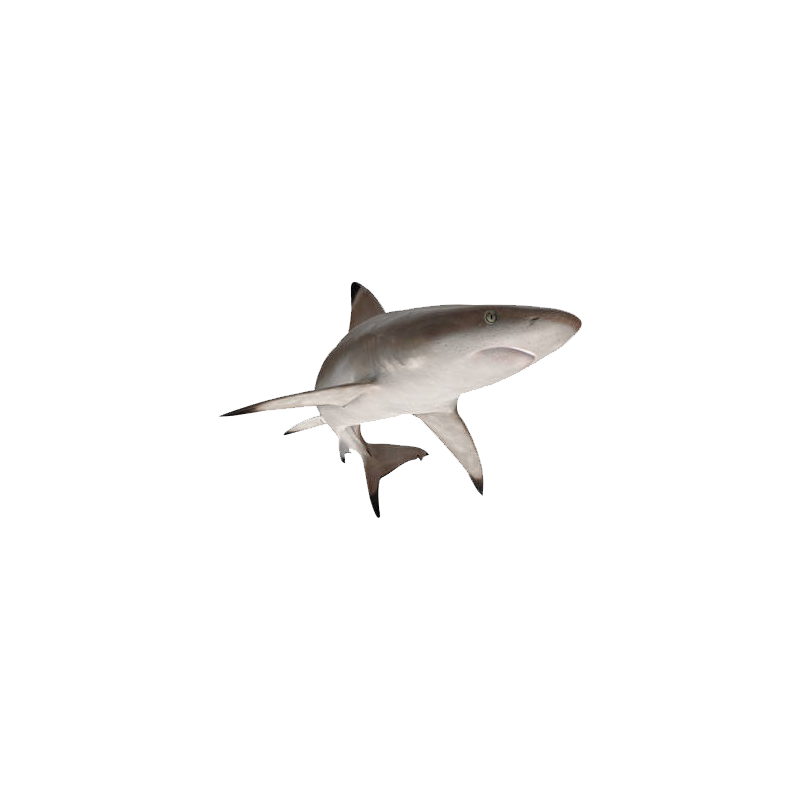 Grey Reef Shark Transparent Clipart