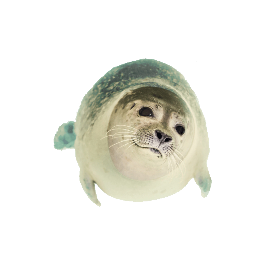 Grey Seal Transparent Photo