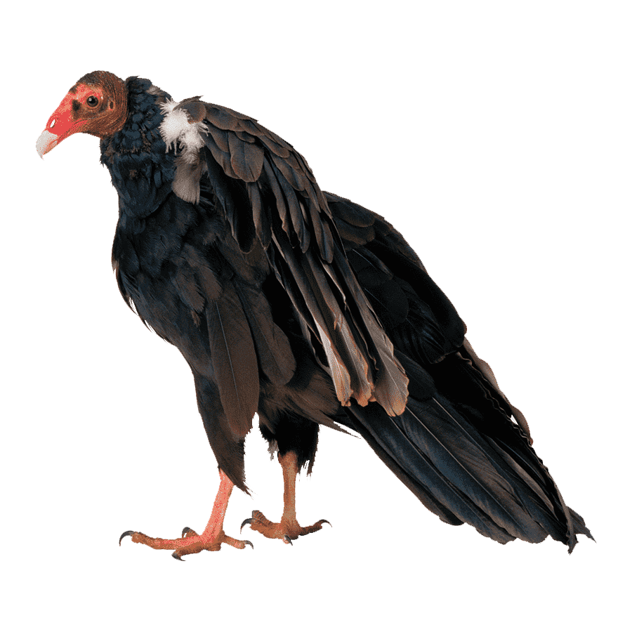 Griffon Vulture Transparent Image