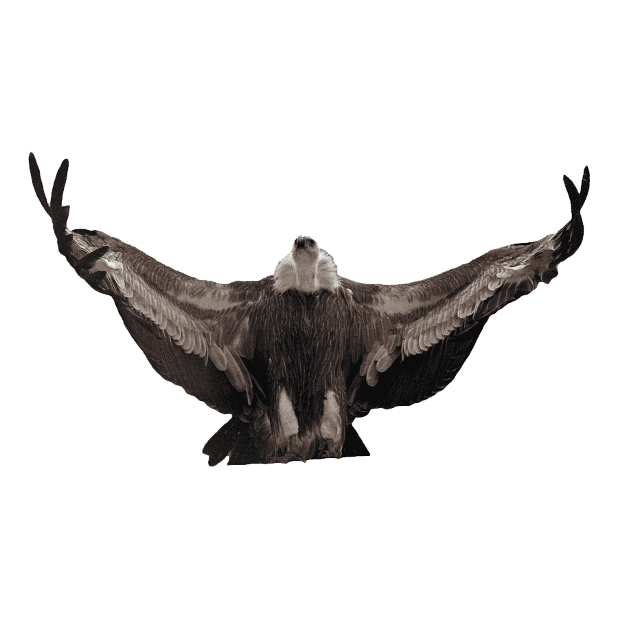Griffon Vulture Transparent Photo