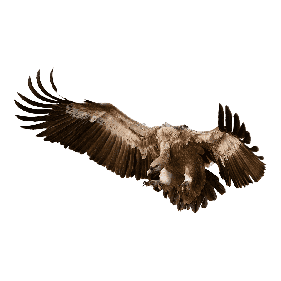 Griffon Vulture Transparent Picture