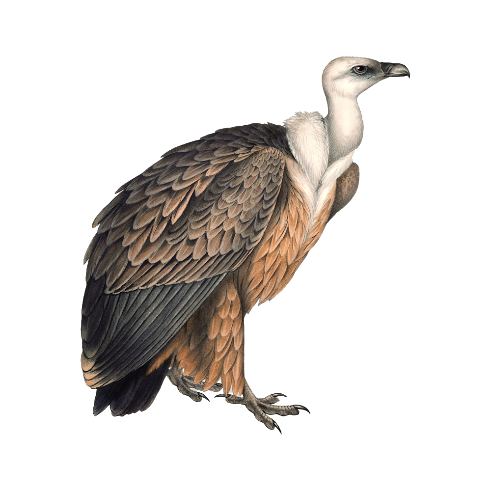 Griffon Vulture Transparent Clipart