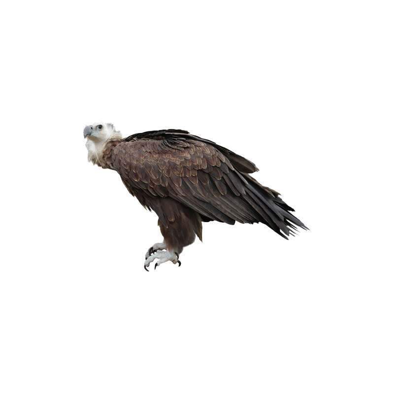 Griffon Vulture Transparent Gallery