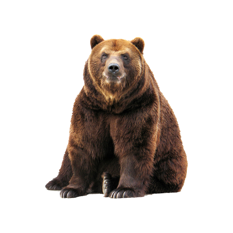 Grizzly Bear Transparent Picture