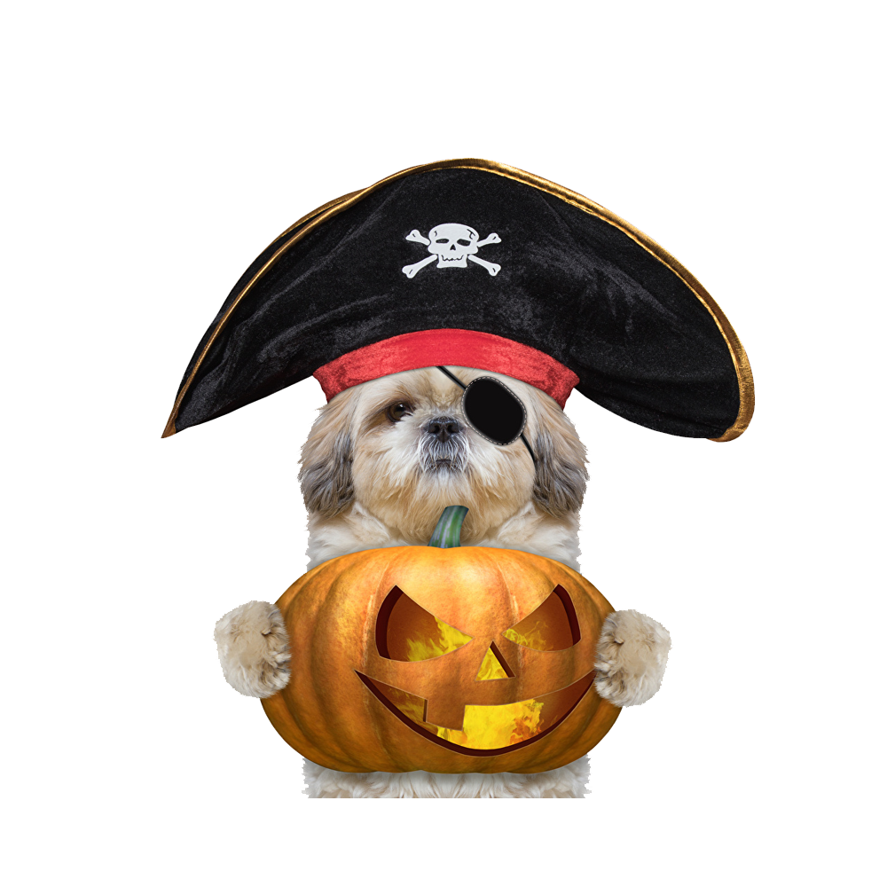 Halloween Dog Transparent Image