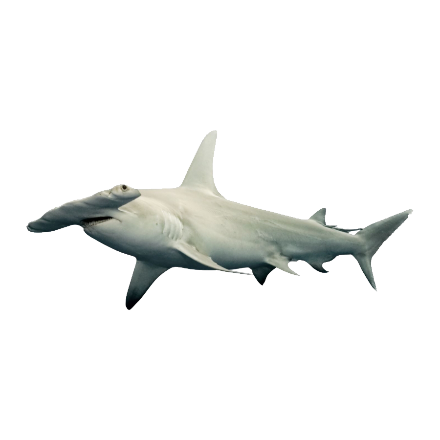 Hammerhead Shark Transparent Photo