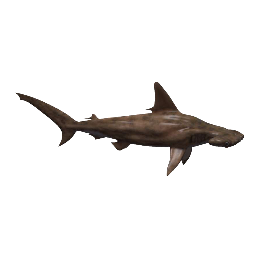 Hammerhead Shark Transparent Picture