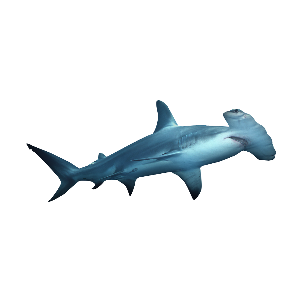 Hammerhead Shark Transparent Clipart