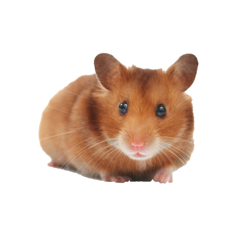 Hamster Transparent Image