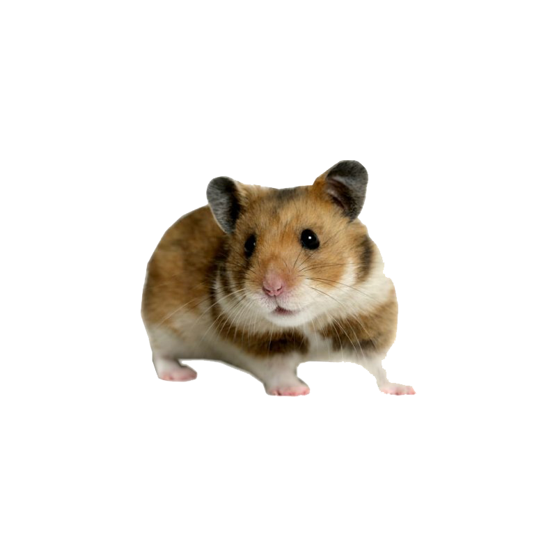 Hamster Transparent Picture