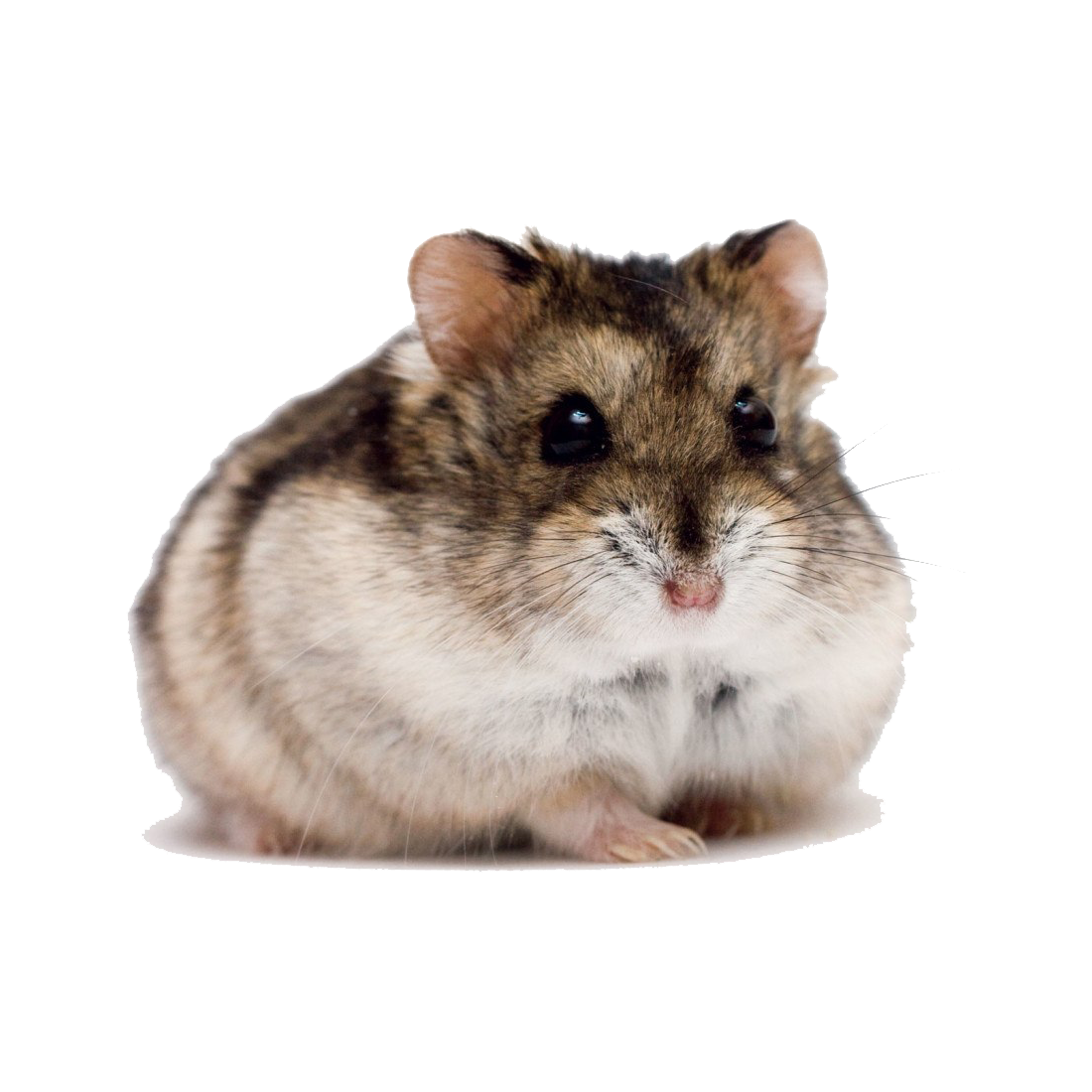 Hamster Transparent Clipart