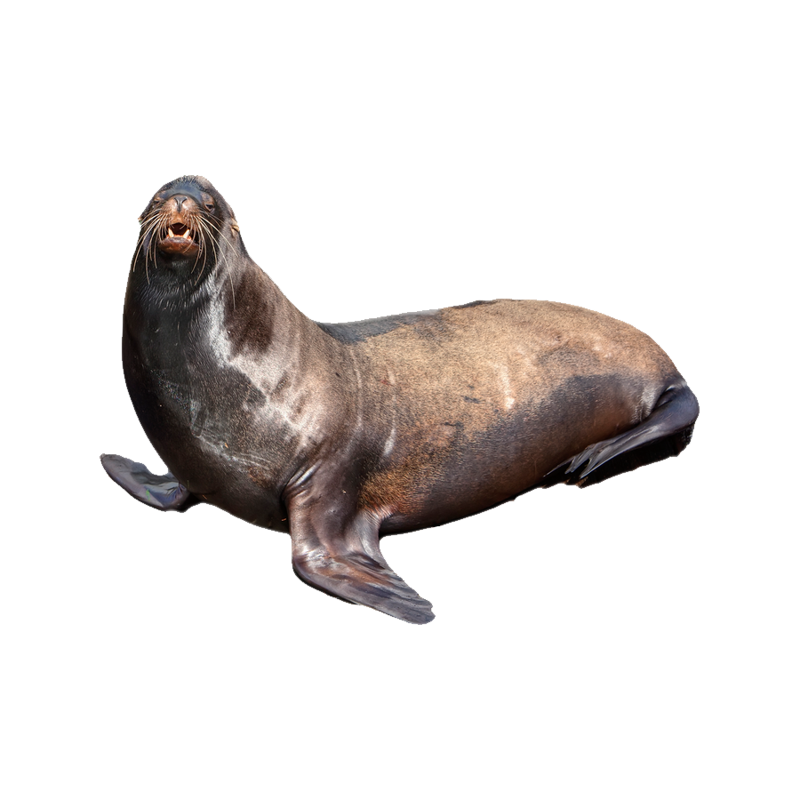 Harbor Seal Transparent Image