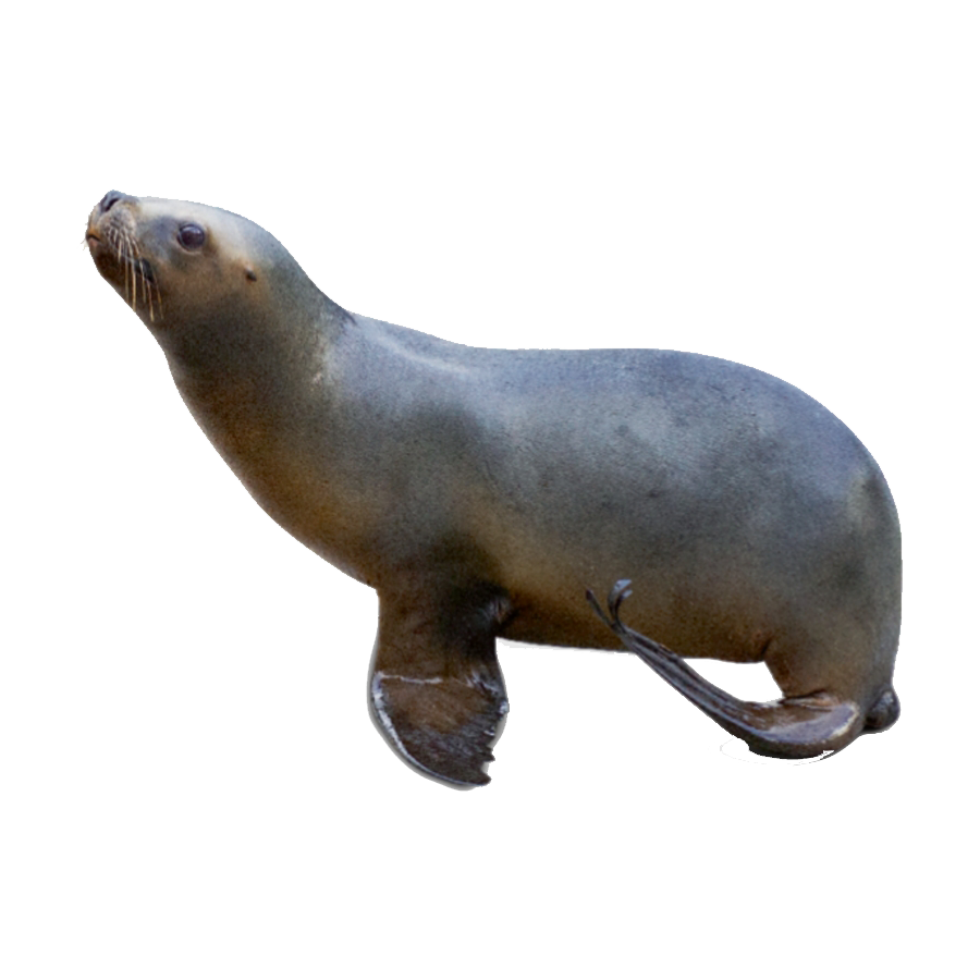 Harbor Seal Transparent Photo